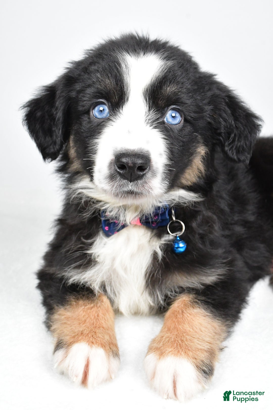 Miniature Australian Shepherd dogs for sale: Jeremias  - Ad 7
