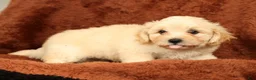 Maltipoo dogs for sale: Charlie - Ad 6