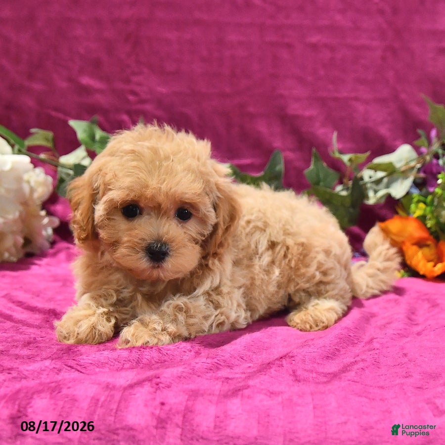 Maltipoo dogs Nessa - Ad 2
