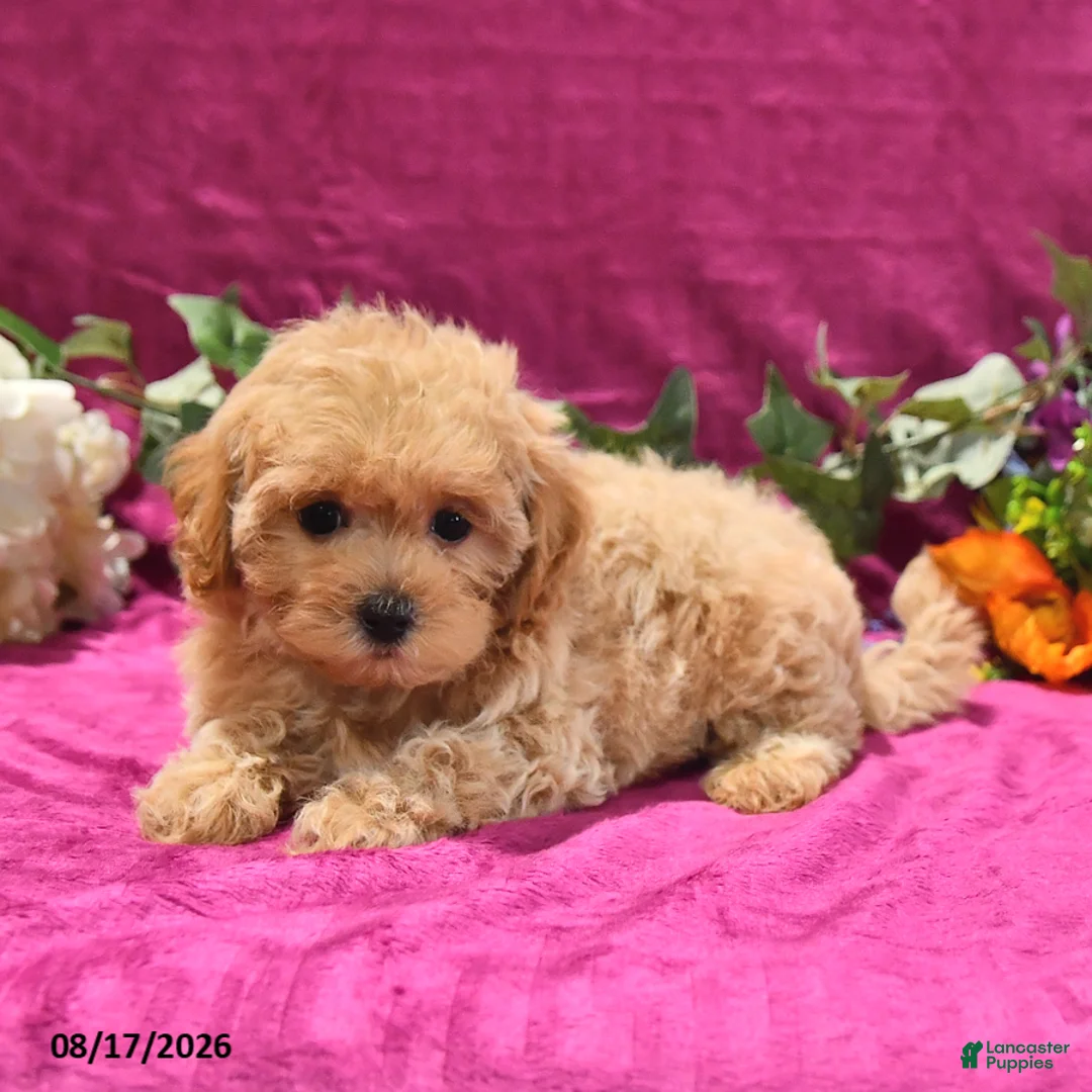 Maltipoo dogs for sale: Nessa - Ad 2