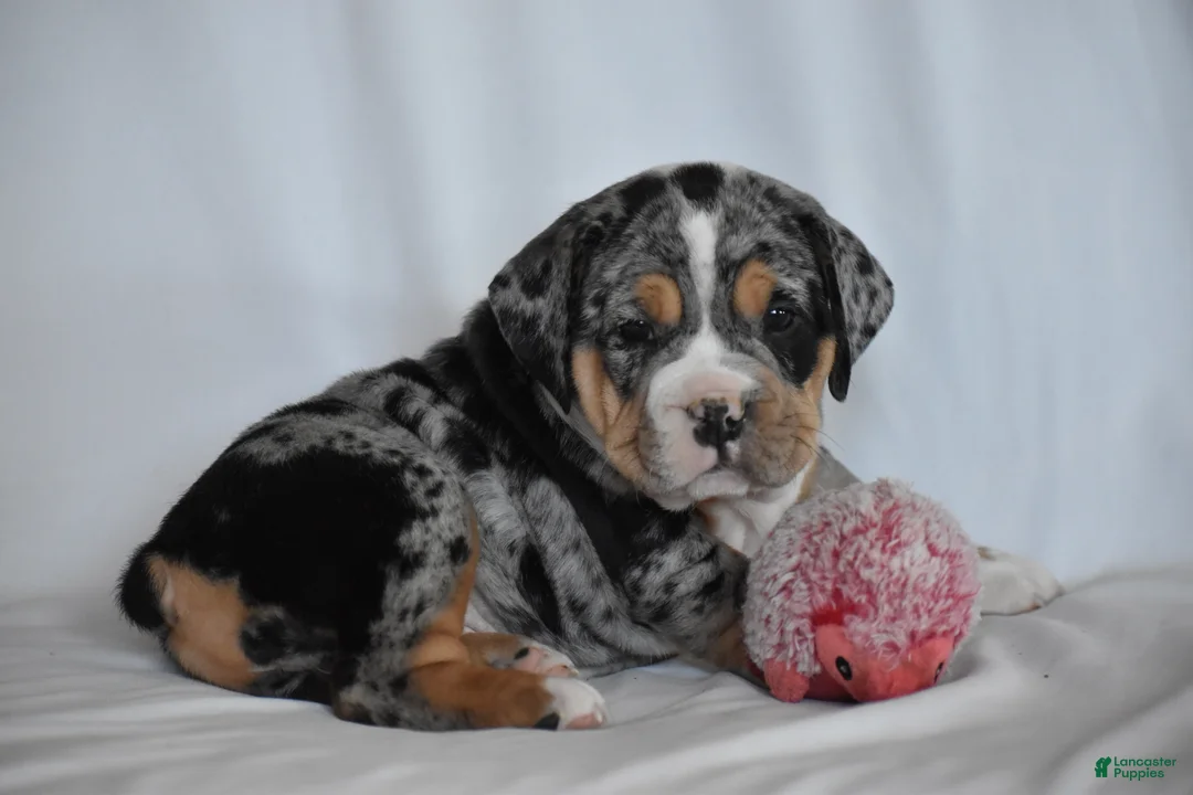 Beabull dogs for sale: Giselle - Ad 9
