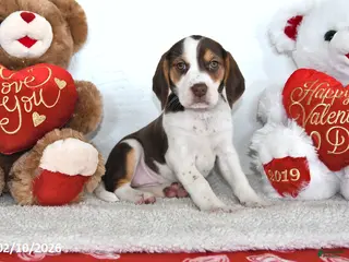 Beagle dogs Piper - Ad 3