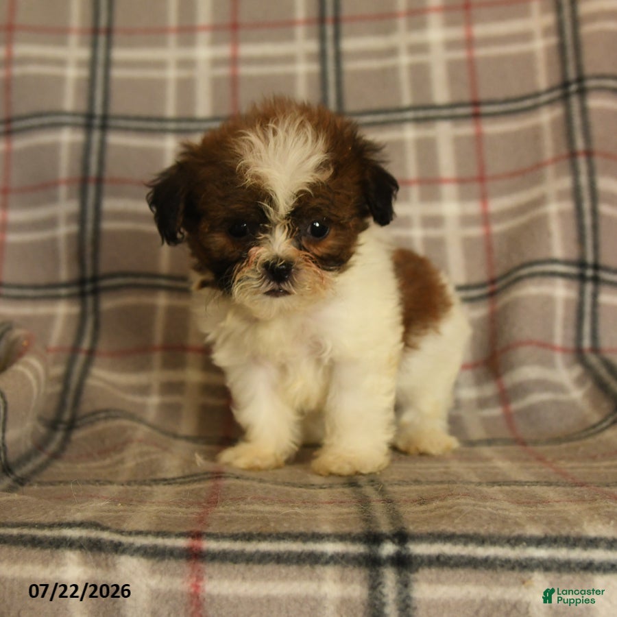 Mixed Breed dogs Ulysses - Ad 2