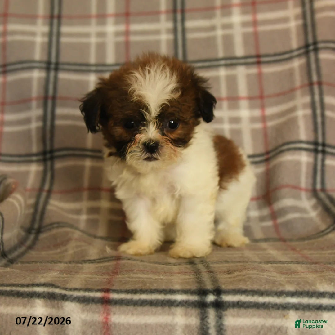 Mixed Breed dogs for sale: Ulysses - Ad 2
