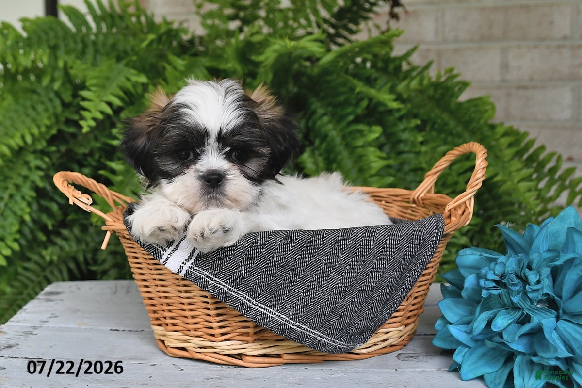 Shih Tzu dogs Hudson - Ad 2