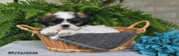 Shih Tzu dogs for sale: Hudson - Ad 2