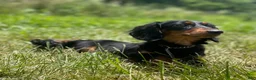 Miniature Dachshund dogs for sale: Akc Mandy PRA clear - Ad 7