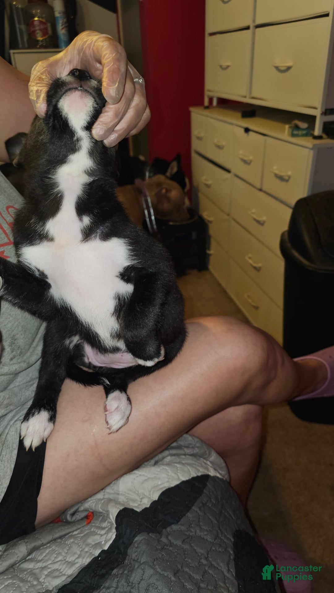 Mixed Breed dogs for sale: Mia - Ad 4