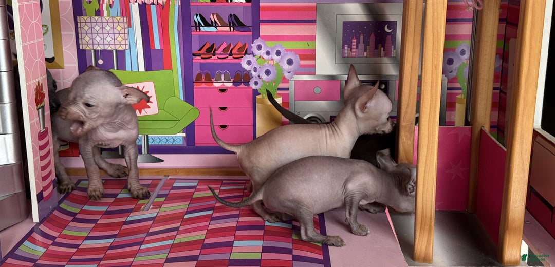 Mixed Breed dogs for sale: Cleopatra  - Ad 81