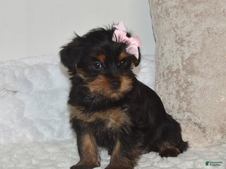Yorkshire Terrier dogs Dixie - Ad 35