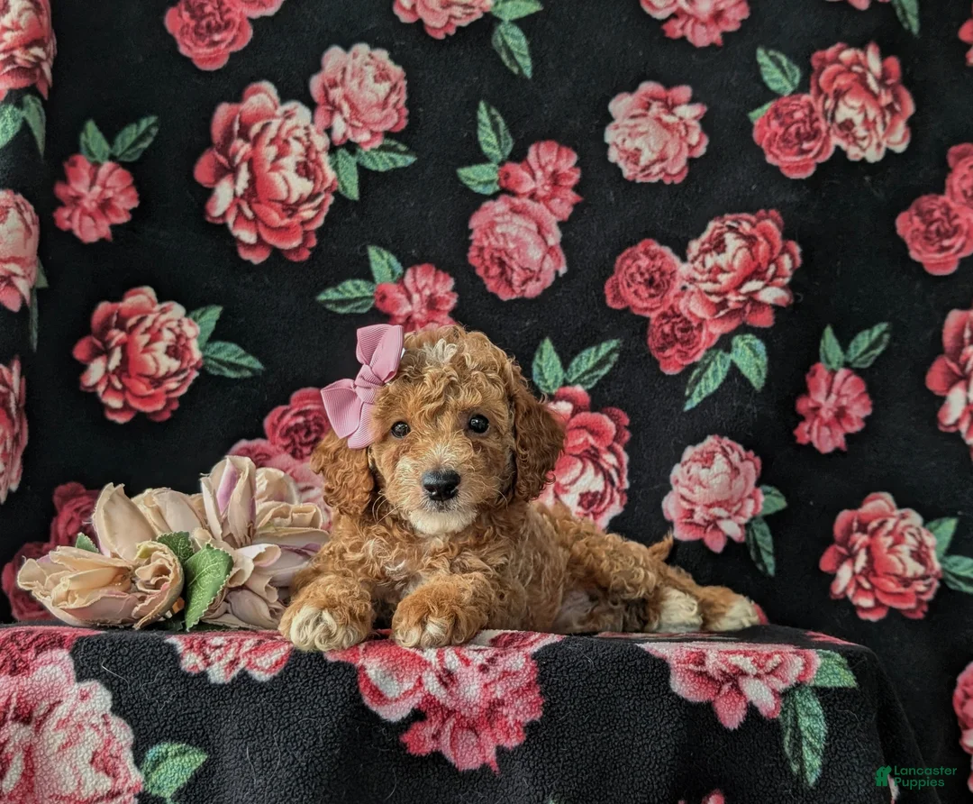 Cockapoo dogs for sale: Brielle Hypoallergenic - Ad 5
