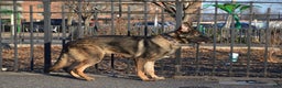 German Shepherd dogs for sale: Brown - Ad 2