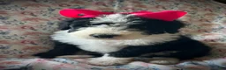 Sheepadoodle dogs for sale: Sheepadoodle Puppy 8 - Ad 2