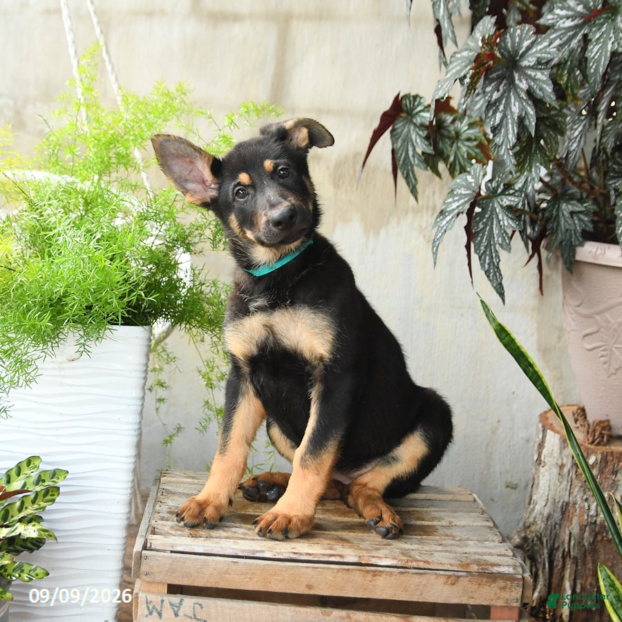 German Shepherd dogs Nevada - Ad 2