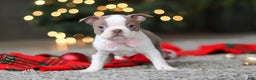 Boston Terrier dogs for sale: Macy - Ad 4