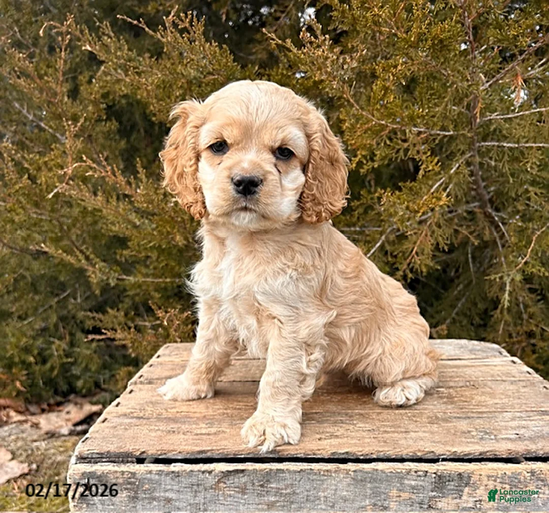 English Cocker Spaniel dogs for sale: Milo - Ad 3