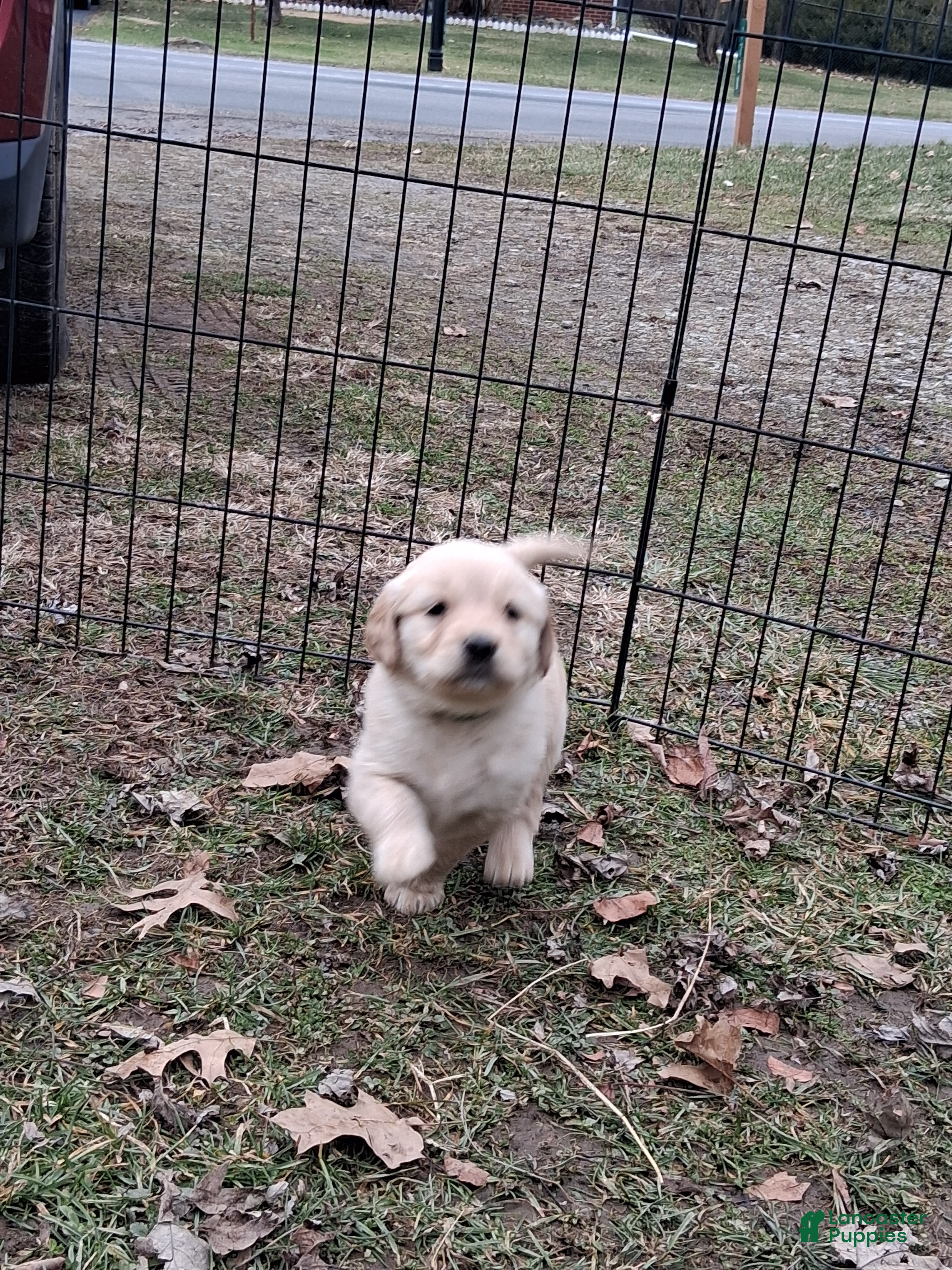Golden Retriever dogs Coco - Ad 9