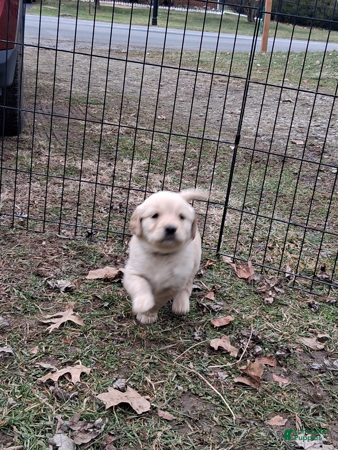 Golden Retriever dogs for sale: Coco - Ad 1