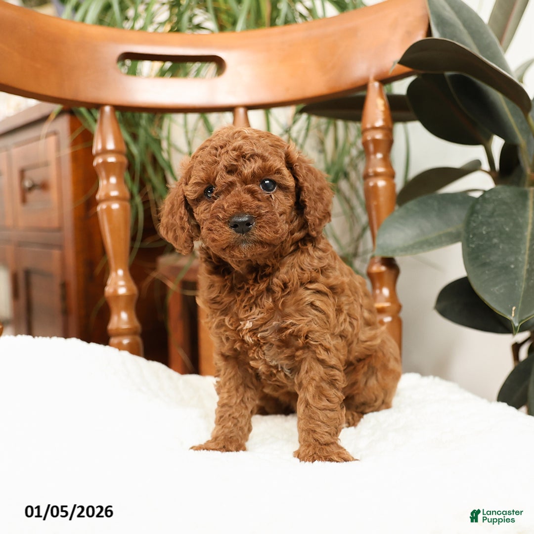 Mini Goldendoodle dogs for sale: Allie - Ad 2