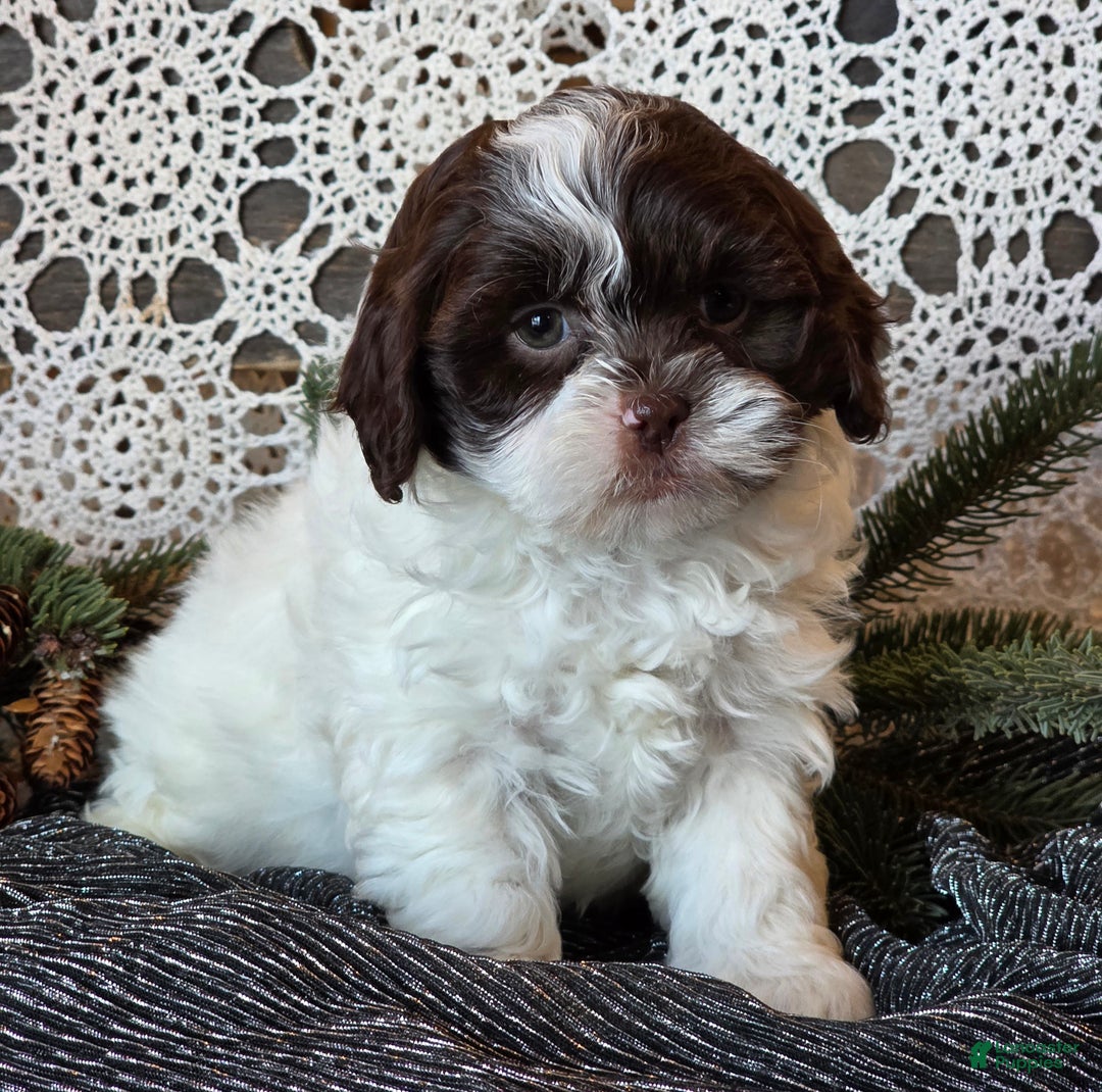 Shihpoo dogs for sale: Jackson - Ad 3