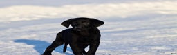 Labrador Retriever dogs for sale: Sierra - Ad 2