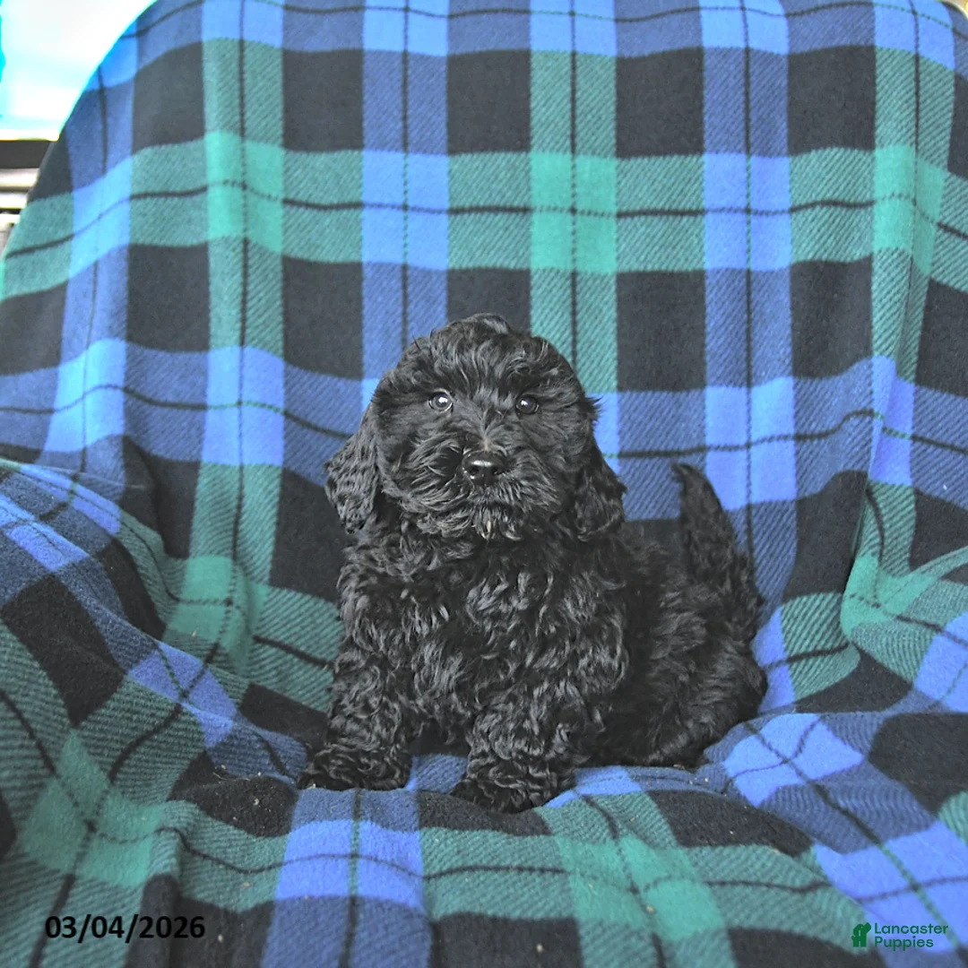 Mini Goldendoodle dogs for sale: Slate - Ad 5