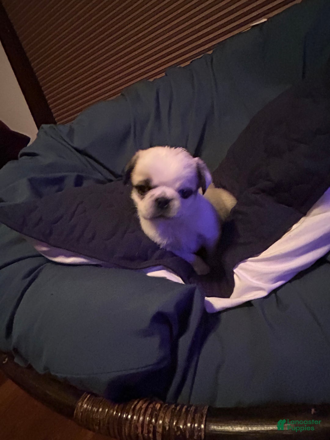Pug dogs for sale: Snowflake  - Ad 1