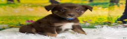 Australian Shepherd dogs for sale: Australian Shepherd Russ - Ad 12