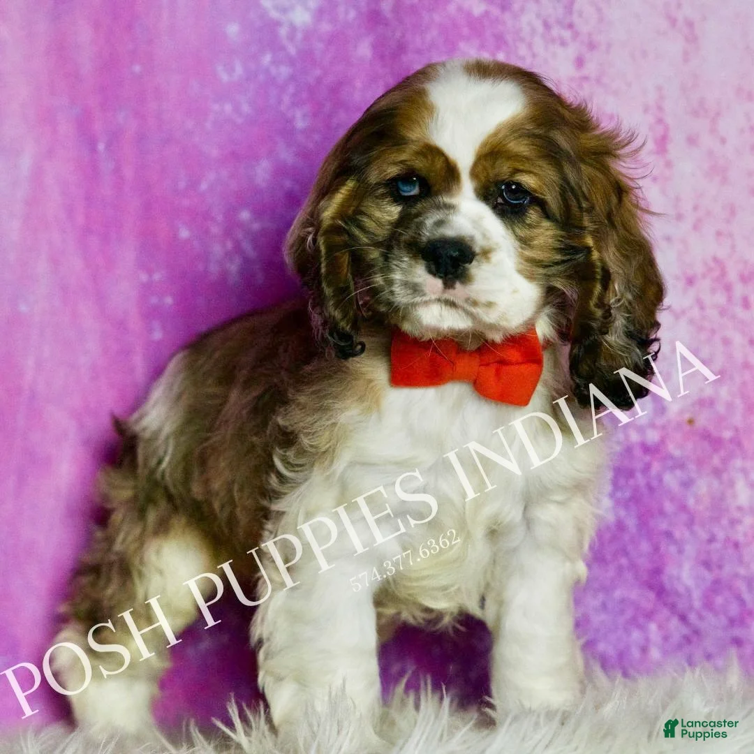 Cocker Spaniel dogs for sale: Comet - Ad 4