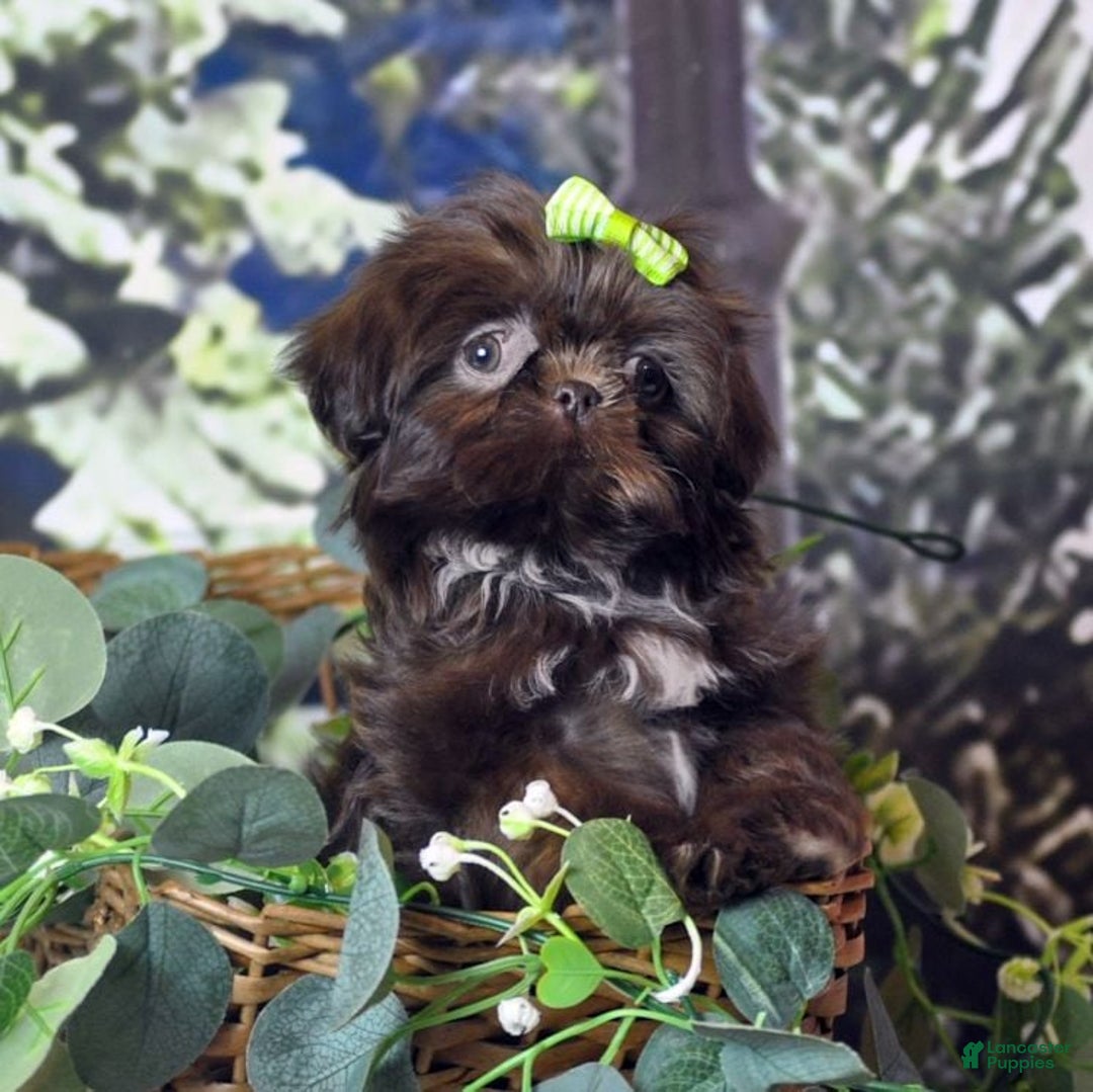 Shih Tzu dogs for sale: Tcup imperial  - Ad 2