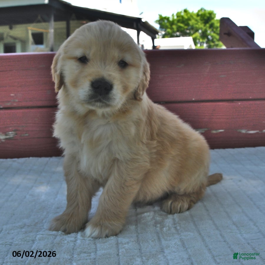 Golden Retriever dogs for sale: Charlie - Ad 2