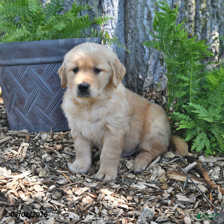 Golden Retriever dogs for sale: Chief - Ad 3