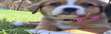 Mixed Breed Puppy 5