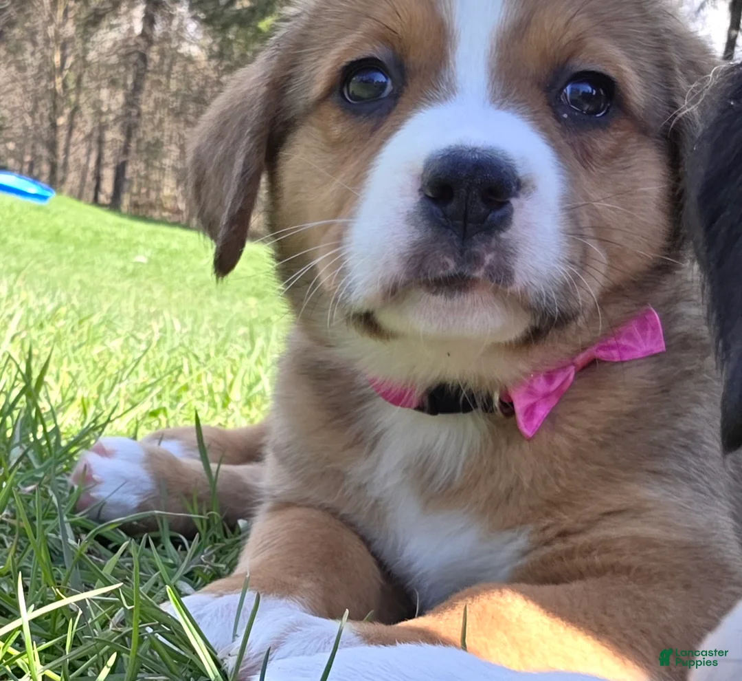 Mixed Breed dogs for sale: Mixed Breed Puppy 5 - Ad 1