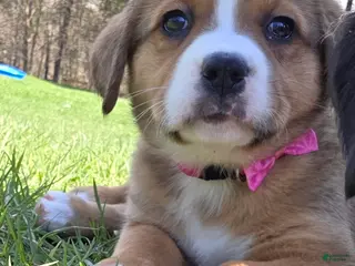 Mixed Breed dogs for sale: Mixed Breed Puppy 5 - Ad 2