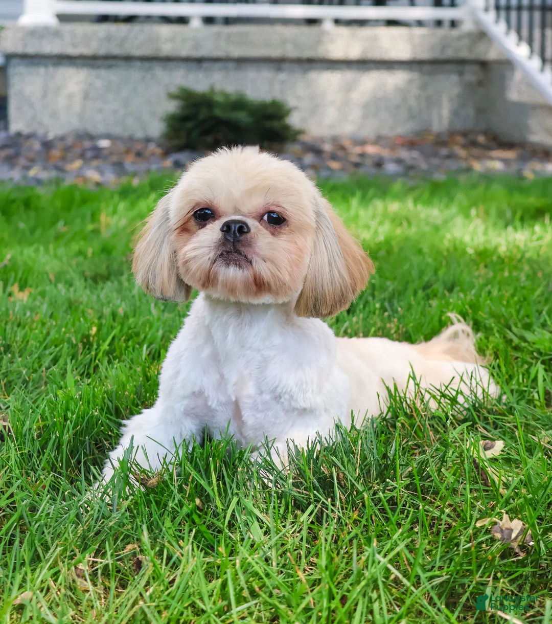 Shih Tzu dogs for sale: Dolly - Ad 11