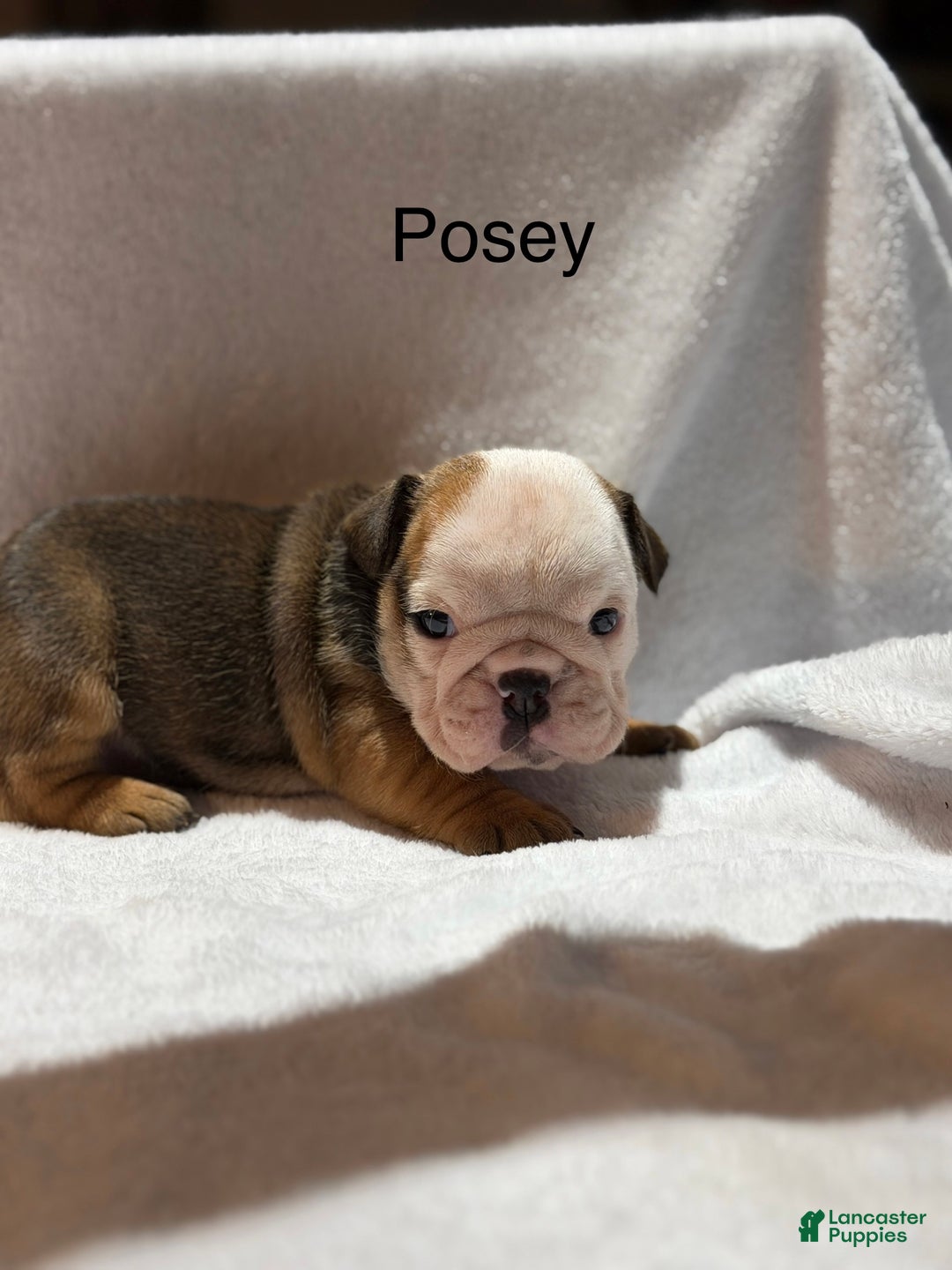 English Bulldog dogs for sale: English Bulldog Puppy 6 - Ad 1