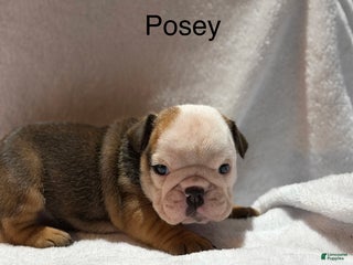 English Bulldog dogs English Bulldog Puppy 6 - Ad 8