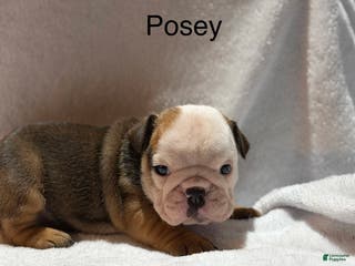 English Bulldog dogs English Bulldog Puppy 6 - Ad 7