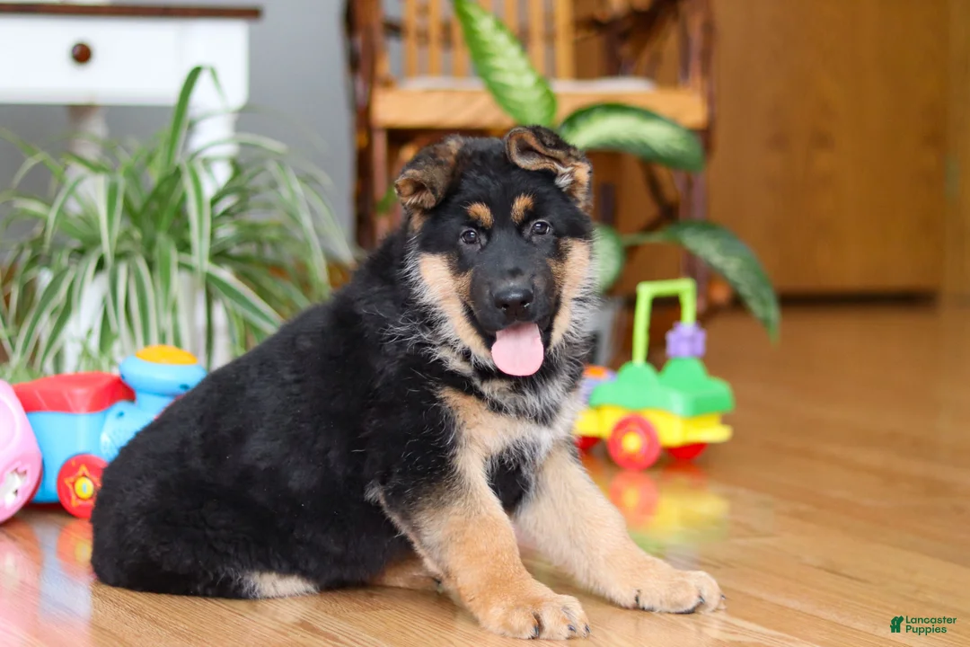German Shepherd dogs for sale: Buddy - Ad 3