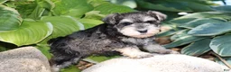 Miniature Schnauzer dogs for sale: Tina - Ad 8