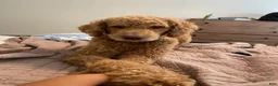 Goldendoodle dogs for stud: Standard Goldendoodle  - Ad 5