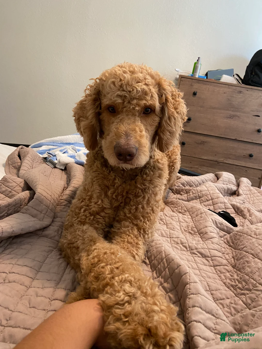 Goldendoodle dogs for stud: Standard Goldendoodle  - Ad 5