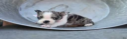 Boston Terrier dogs for sale: Dolly - Ad 5
