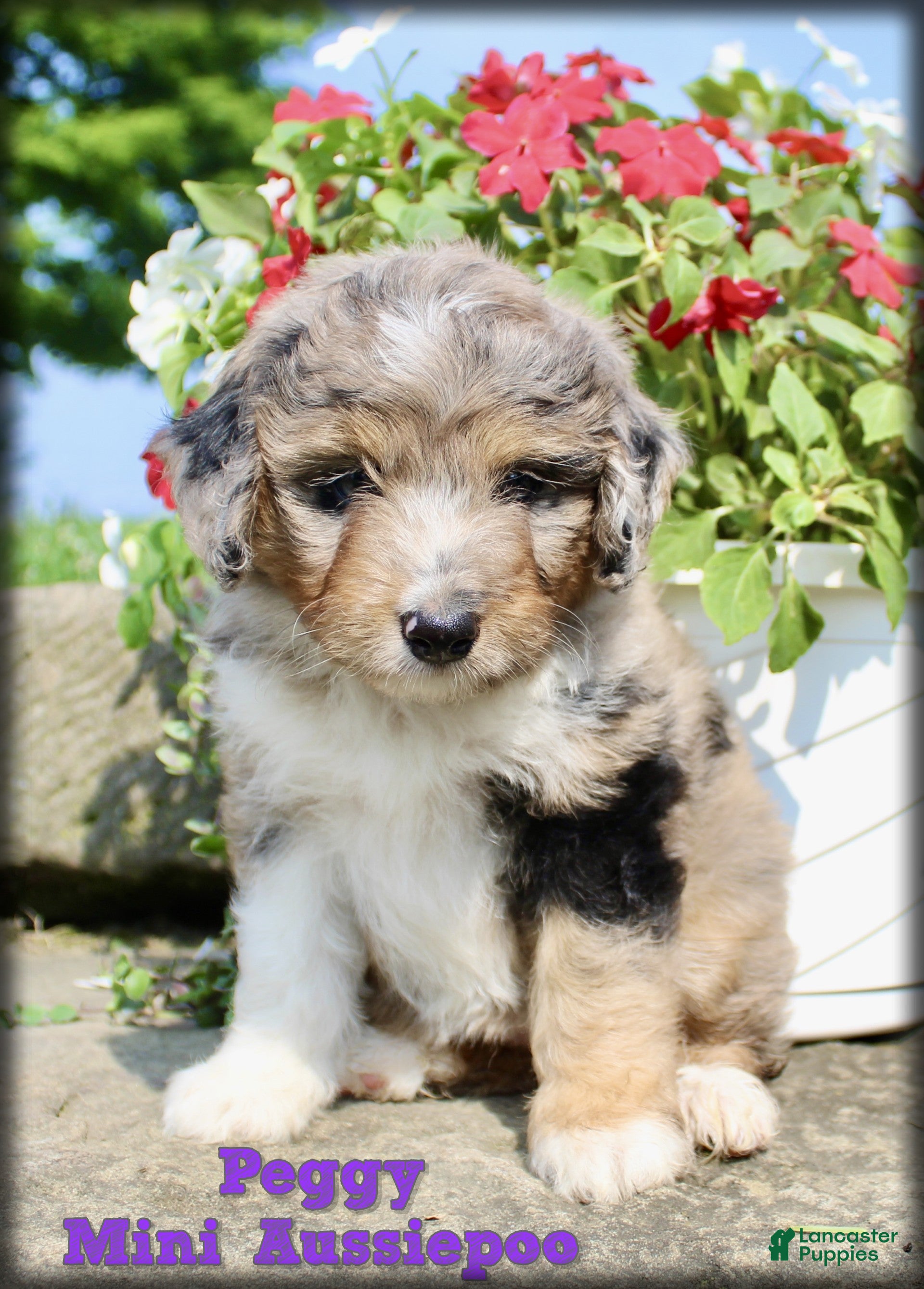 Mini Aussiedoodle dogs Peggy - Ad 1