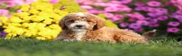 Mini Goldendoodle dogs for sale: Allen - Ad 2