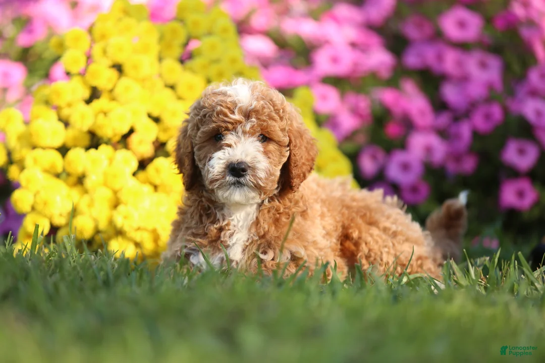 Mini Goldendoodle dogs for sale: Allen - Ad 2