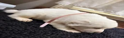 Great Pyrenees dogs for sale: Yellow Girl - Ad 3