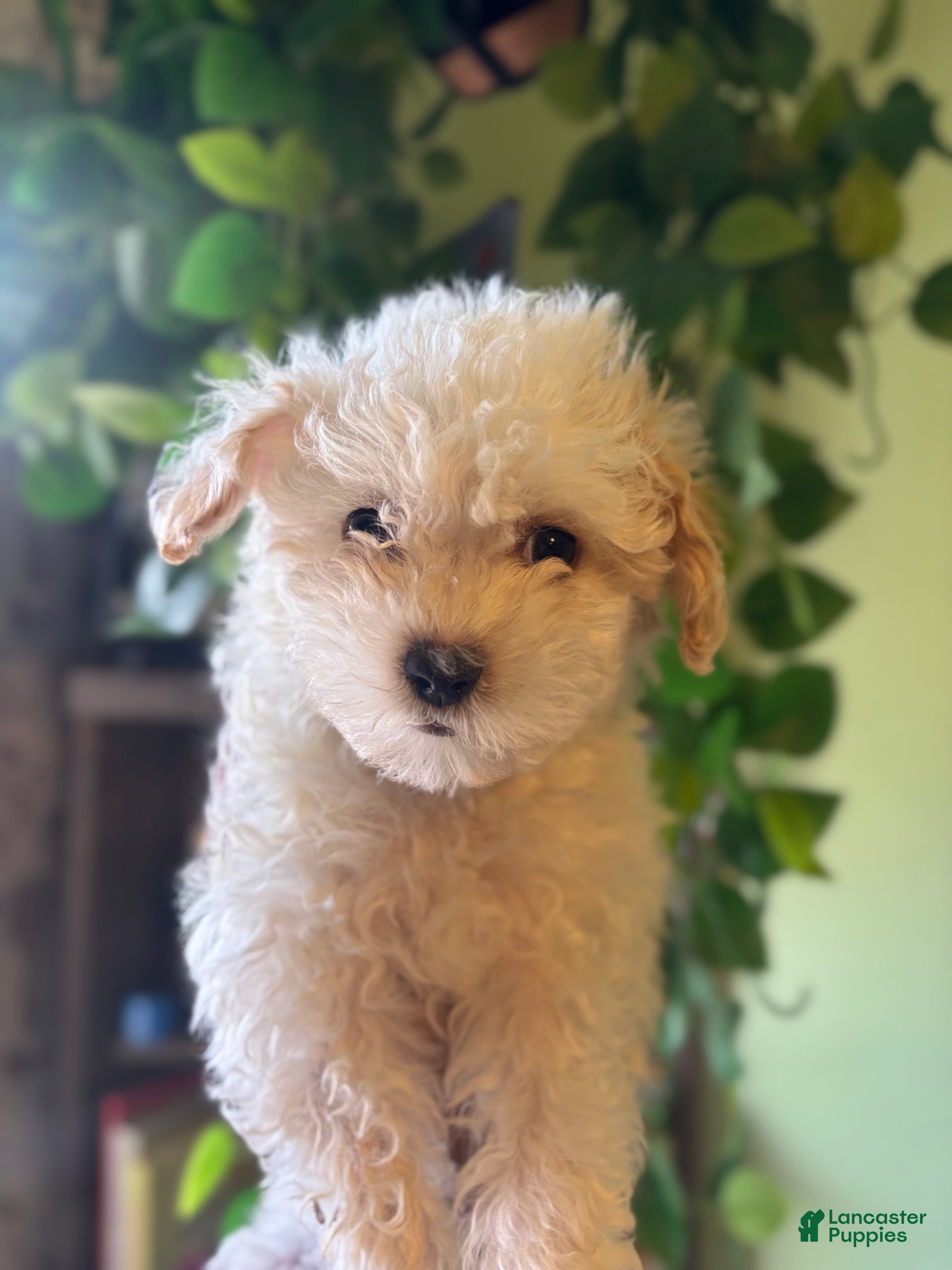 Maltipoo dogs Molly - Ad 1