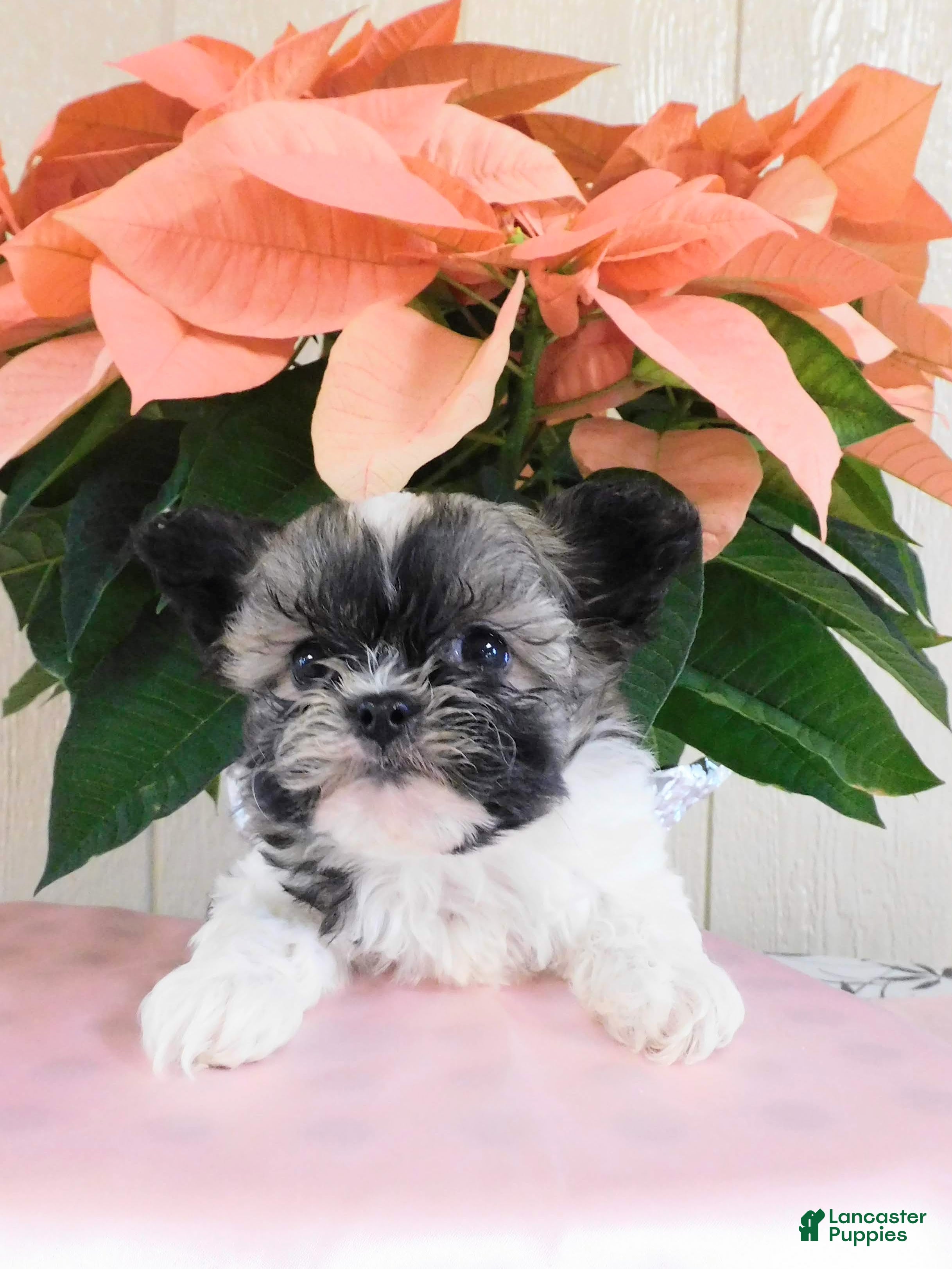 Teddy Bear dogs Ollie - Ad 34